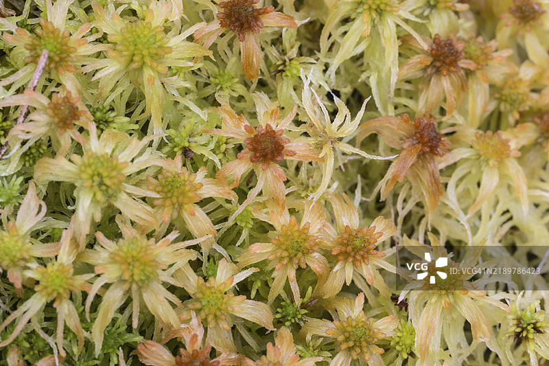沼泽泥炭苔（Sphagnum palustre），荷兰德伦特省图片素材