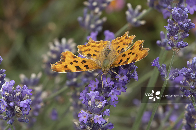 斑点蝴蝶（Polygonia c-album）成年昆虫在夏季的英格兰、英国、欧洲的花园薰衣草植物花朵上取食。图片素材