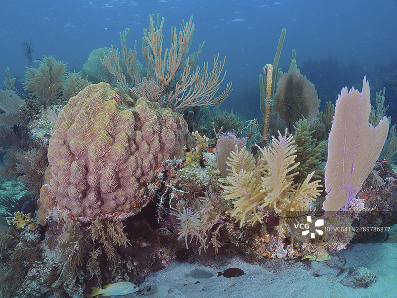 五彩斑斓的珊瑚礁,包含多种珊瑚物种,包括山星珊瑚(Orbicella faveolata)、美洲海扇(Antillogorgia americana)和维纳斯扇(Gorgonia ventalina),潜水地点为约翰·佩内坎珊瑚礁州立公园,佛罗里达群岛基拉戈。图片素材