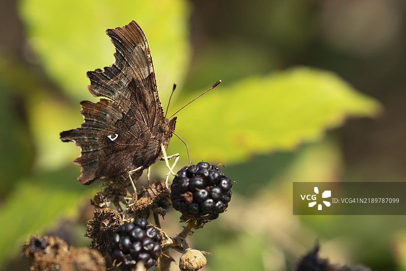 斑点蝴蝶（Polygonia c-album）成年昆虫在夏季英国的黑莓果实上取食图片素材
