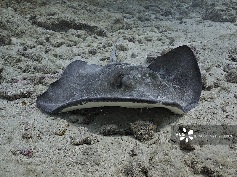 南方黄貂鱼（Hypanus americanus）在海底休息，背面有斑点图案，潜水地点为约翰·佩内坎普珊瑚礁州立公园，佛罗里达州基拉戈，佛罗里达群岛，美国，北美。图片素材