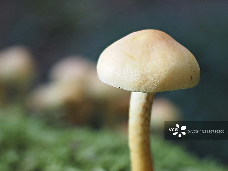 硫头蘑菇（Hypholoma），模糊背景，德国北莱茵-威斯特法伦，欧洲图片素材