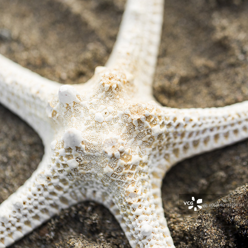 干燥的海星在沙滩上的俯视图图片素材
