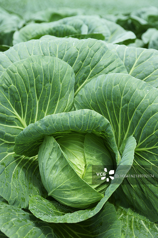 卷心菜图片素材