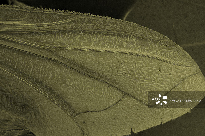 金色苍蝇翅膀的扫描电子显微镜照片图片素材