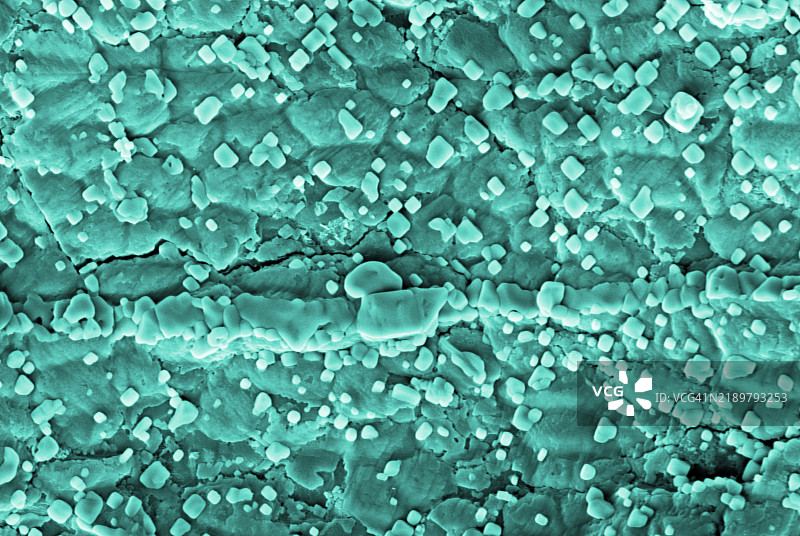 海藻中盐晶体的扫描电子显微镜照片图片素材