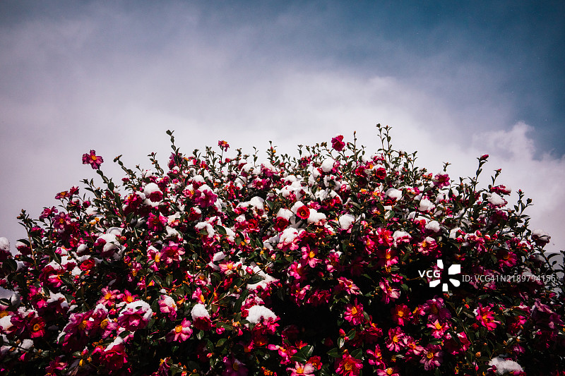 韩国，济州岛，山茶花，雪，冬季图片素材