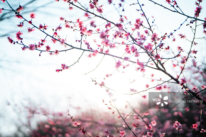 韩国，南道，光阳，梅花，春花图片素材