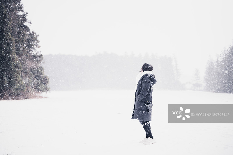 韩国，济州岛，山茶花，雪，冬季，大海图片素材