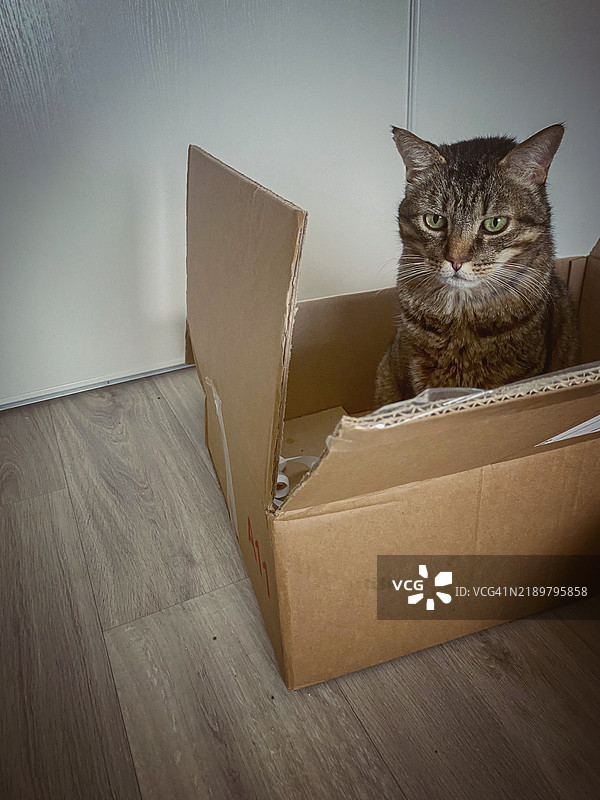虎斑猫在纸箱里舒适地待着图片素材
