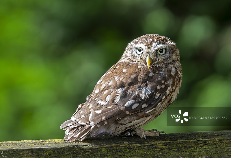 小猫头鹰栖息图片素材