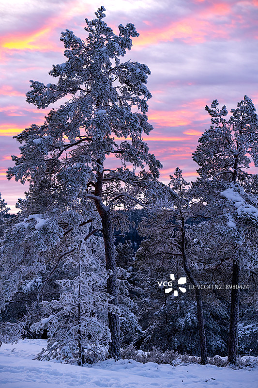 挪威德拉门市附近森林中的一个十二月傍晚图片素材