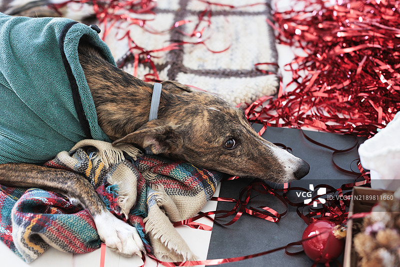 灰狗犬在毯子上休息，周围有圣诞装饰图片素材