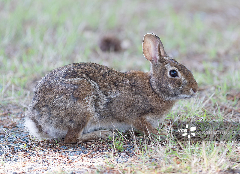 兔子_3图片素材