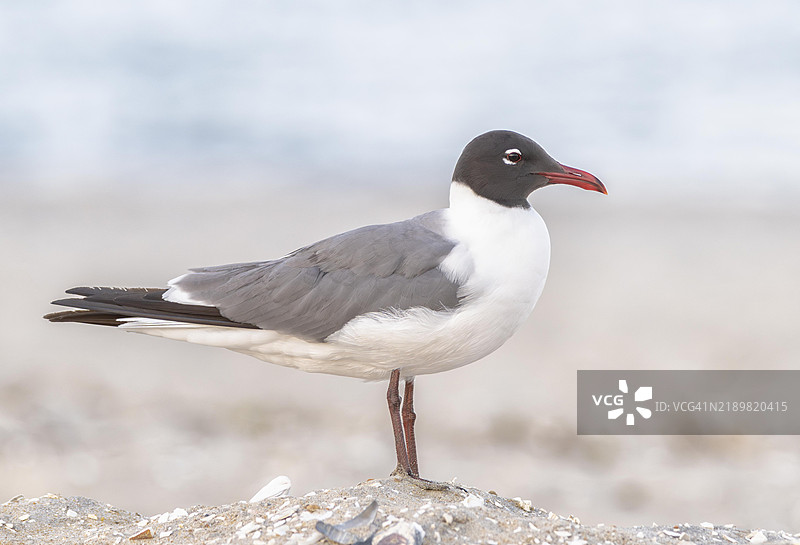 笑鸥_3图片素材
