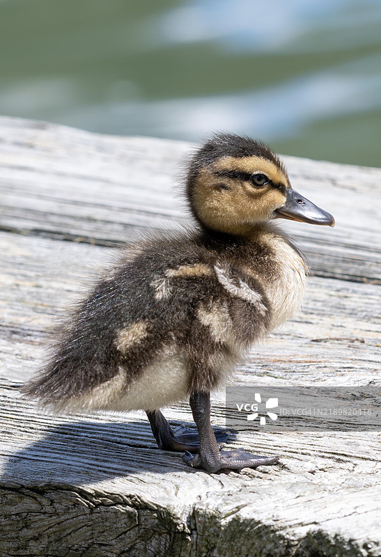 野鸭雏鸭图片素材