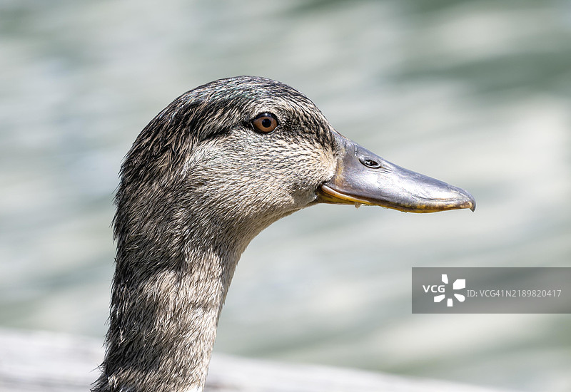 绿头鸭_2图片素材