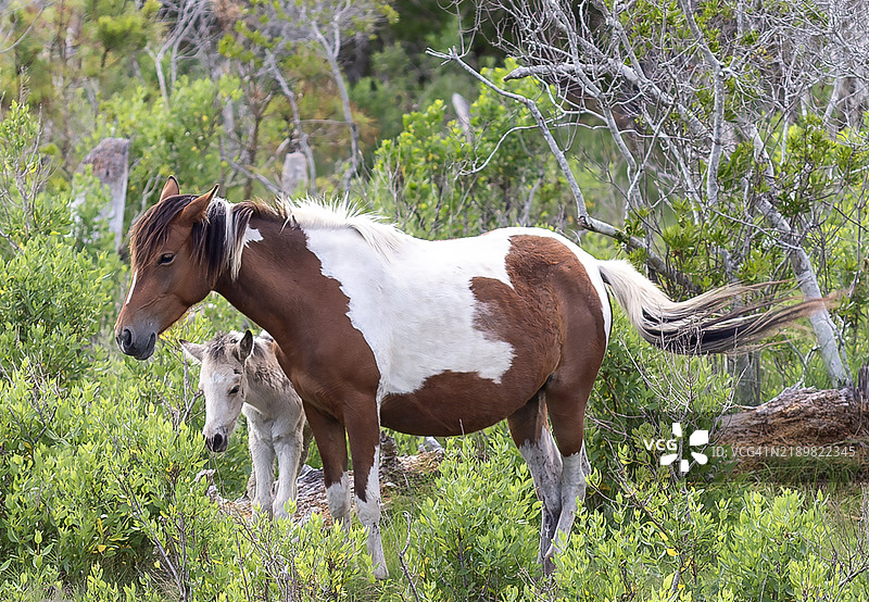 钦科特岛小马图片素材