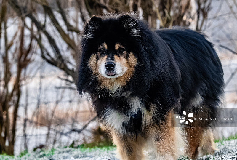 狗狗伸出舌头。图片素材