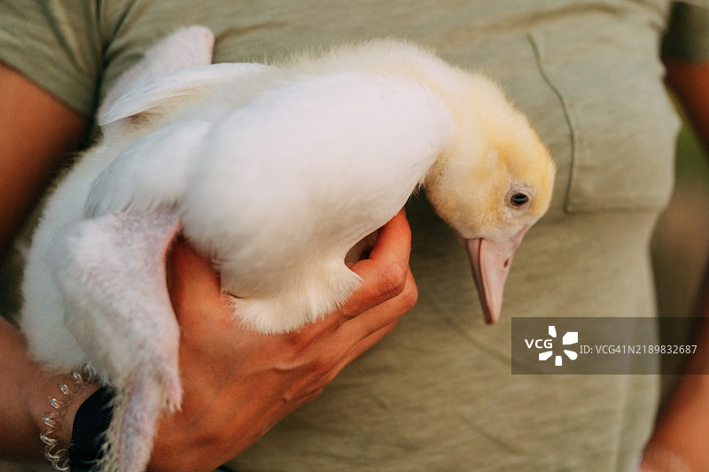 农民将一只毛茸茸的白色小鸭子紧紧抱在胸前图片素材