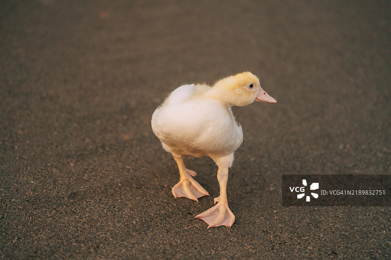 小黄鸭在灰色沥青路上行走图片素材