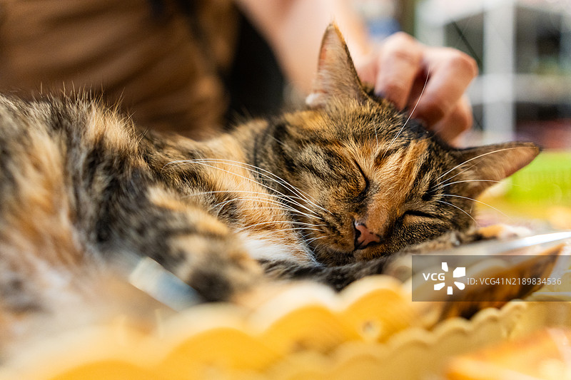 被主人抚摸的虎斑猫安静地睡着。图片素材