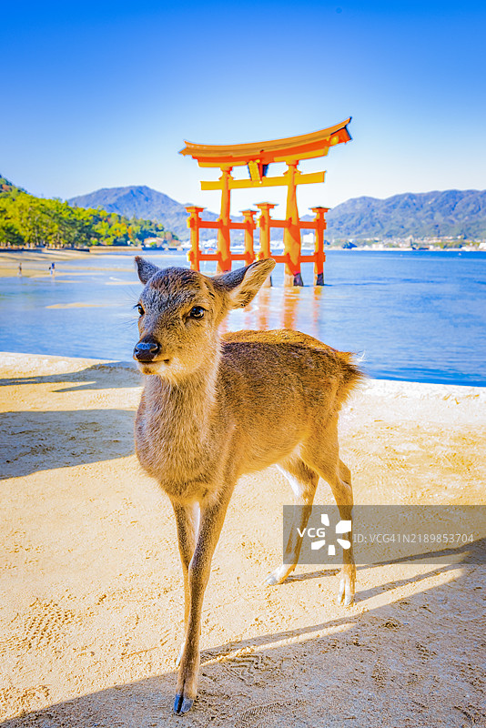 宫岛，广岛，日本的严鹿与严岛神社的大鸟居图片素材