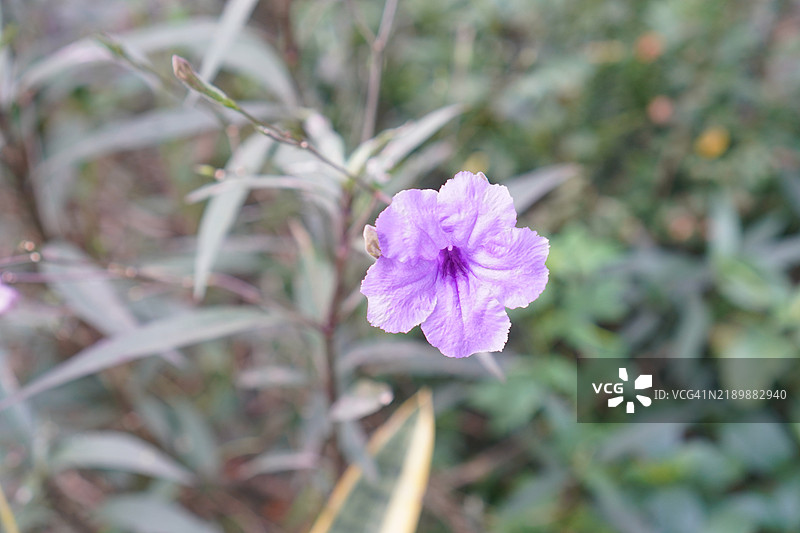 水罐，水根，迷你根，铁根，热病根，爆裂荚，饼干植物，Trai-no，Toi ting，爵床科，布里顿野生，墨西哥蓝钟花，紫色花朵的矮牵牛在自然背景的花园中盛开图片素材