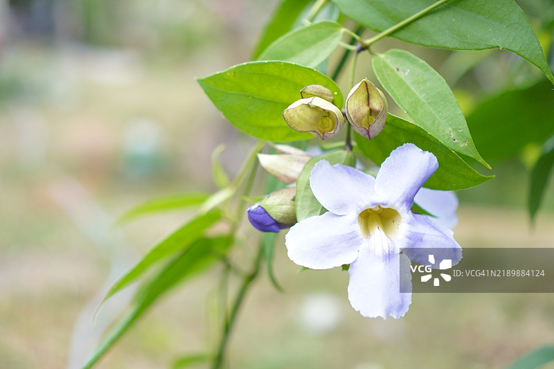 紫花泰国草药月桂钟藤，蓝色喇叭藤，月桂叶紫葳，紫葳（Thunbergia laurifolia Lindl.）。图片素材