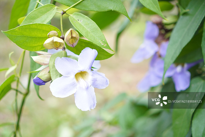 紫花泰国香草月桂钟藤，蓝色喇叭藤，月桂叶吞拿藤，吞拿藤（Thunbergia laurifolia Lindl.）图片素材