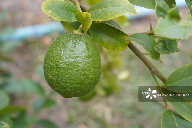 模糊背景中的树上柠檬，植物酸味水果，青绿色蔬菜图片素材