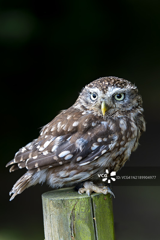 小猫头鹰栖息图片素材