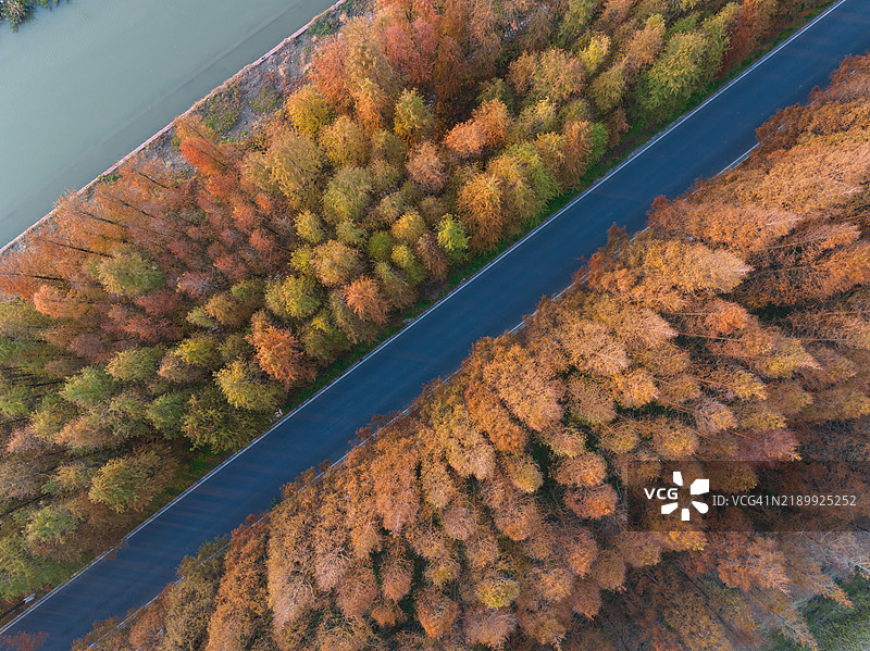 秋天的森林被空旷的道路分隔开图片素材