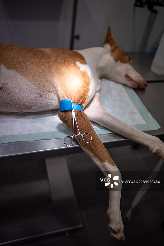 兽医在金属台上为狗狗准备手术图片素材