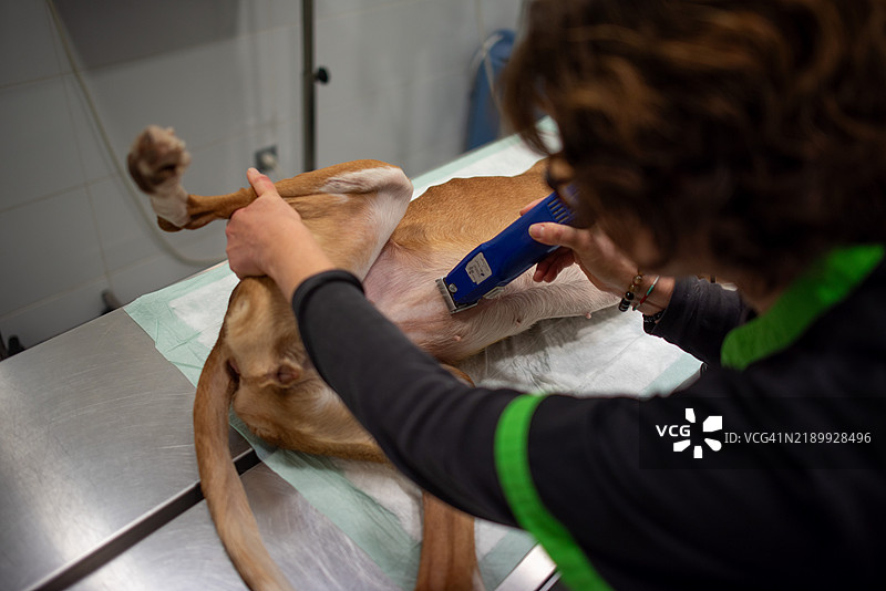 兽医为狗狗剃腹部毛发以进行超声检查图片素材