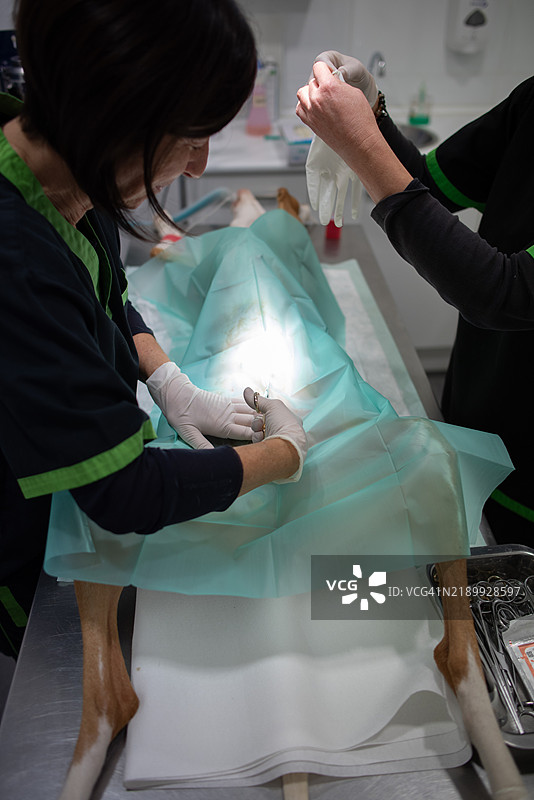 兽医在兽医诊所为狗进行手术图片素材