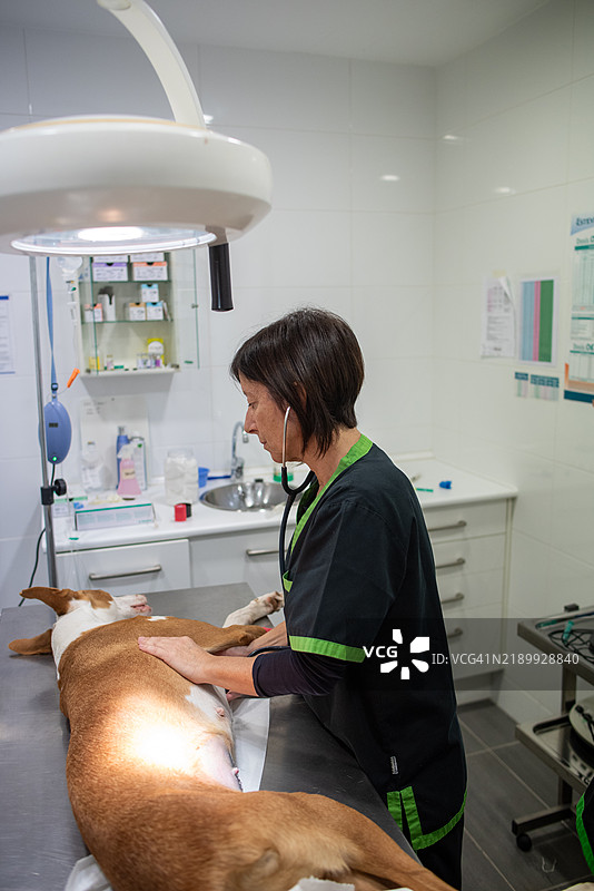 兽医在诊所检查躺在桌子上的狗图片素材