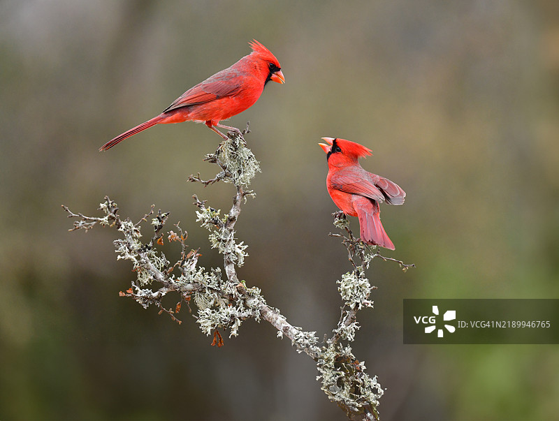 一只雄性红衣主教鸟栖息在树枝上，正在对另一只雄性红衣主教鸟鸣叫。图片素材
