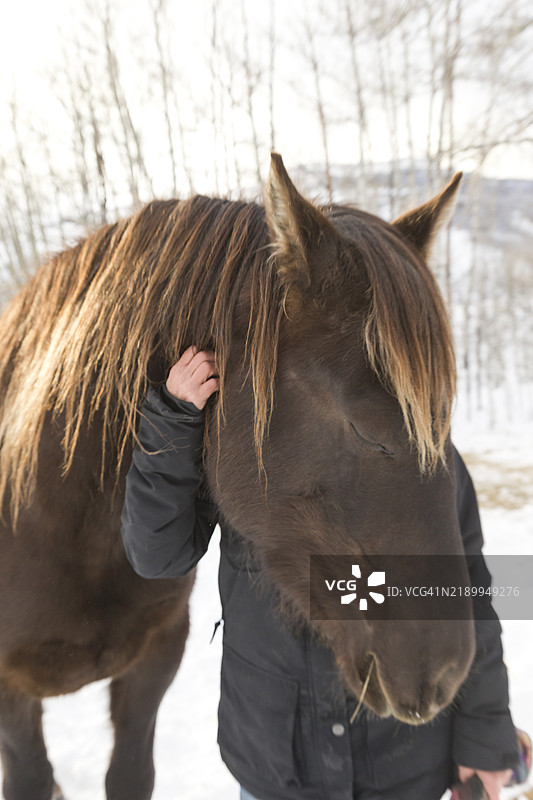 家养马宠物图片素材