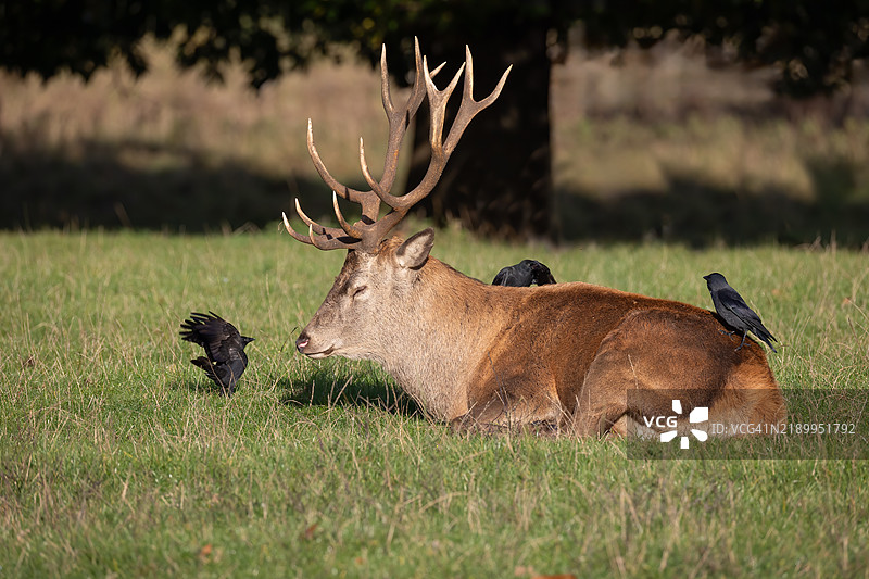 红鹿雄性图片素材