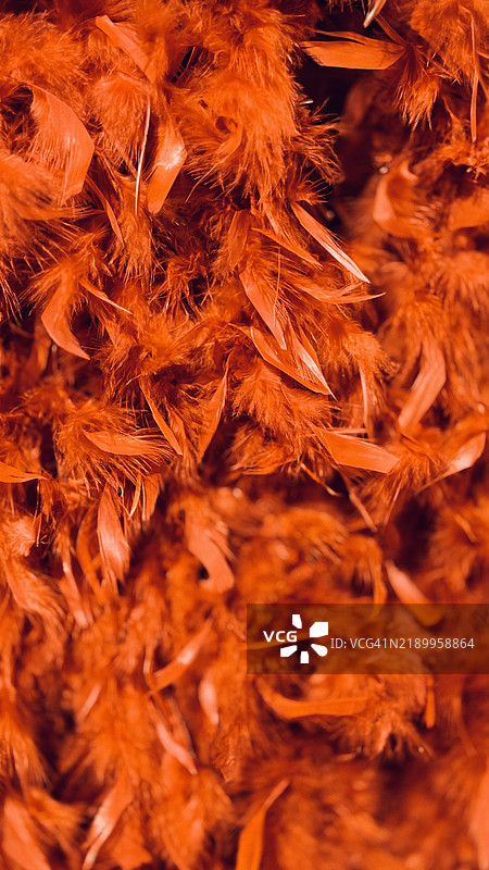 橙色羽毛的波亚蛇特写图片素材