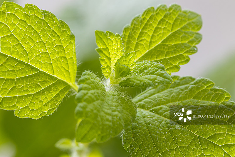 新鲜薄荷叶。特写。浅灰色背景。自然之美。图片素材