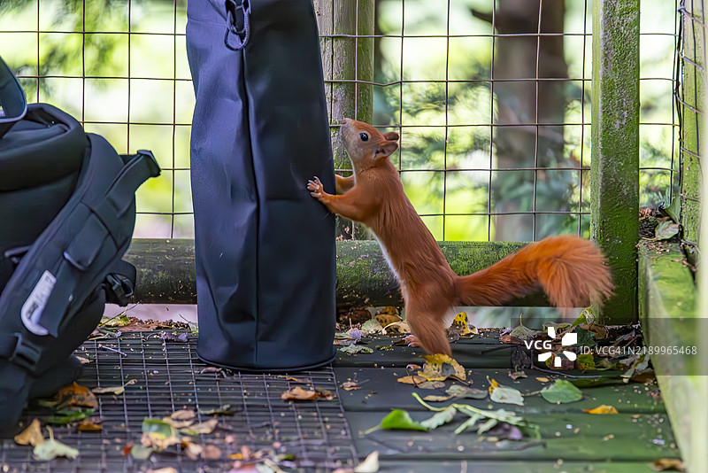 红松鼠图片素材