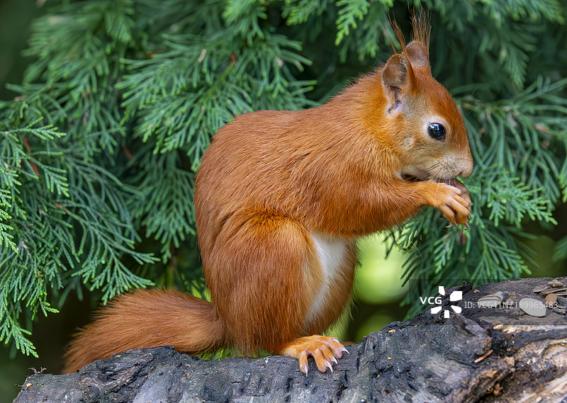 红松鼠图片素材