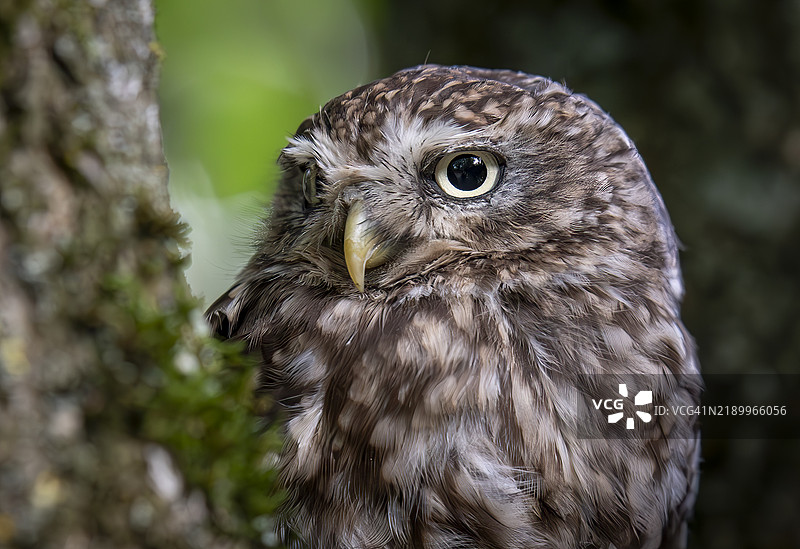 小猫头鹰栖息图片素材