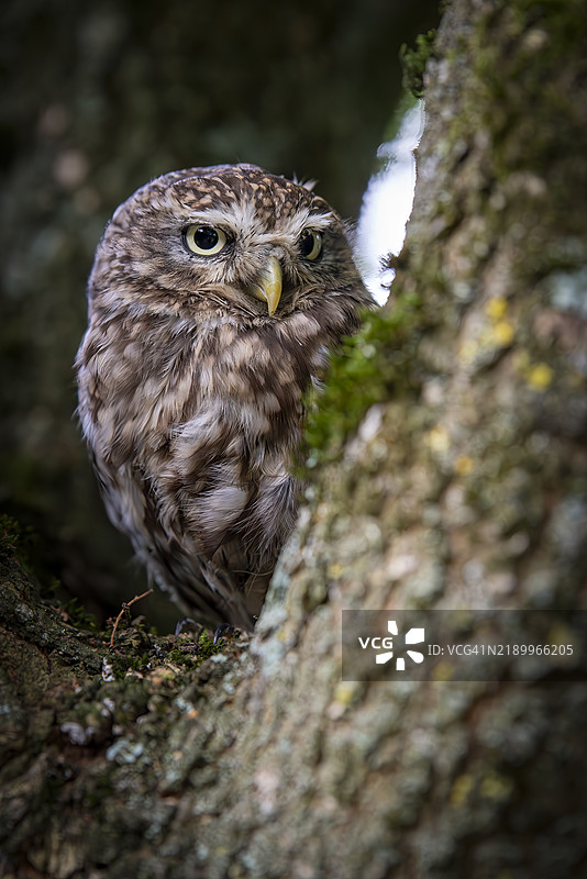 小猫头鹰栖息图片素材