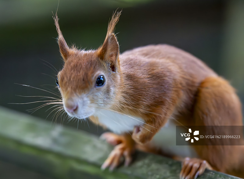 红松鼠图片素材