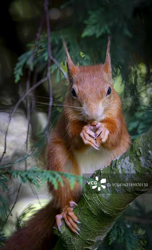 红松鼠图片素材