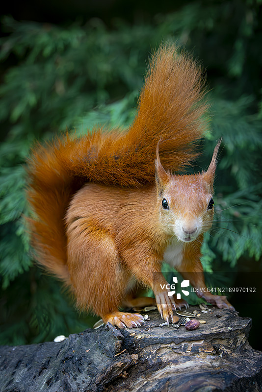 红松鼠图片素材