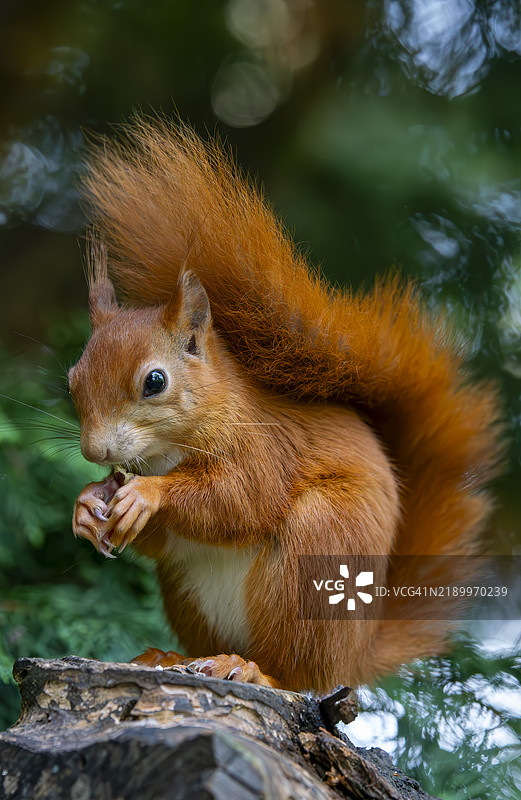 红松鼠图片素材